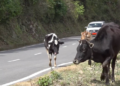 Wangdue Phodrang to fine owners for unattended cattle on highways